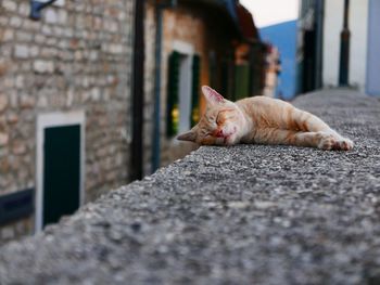 Close-up of ginger cat outside house