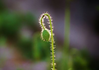 Close-up of plant