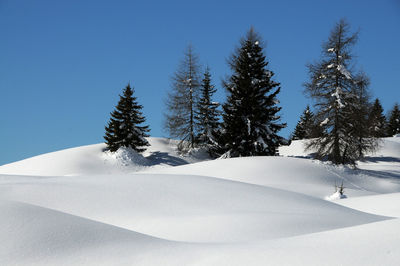 Trees on snow covered landscape against clear blue sky