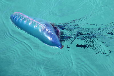 Close-up of jellyfish swimming in sea