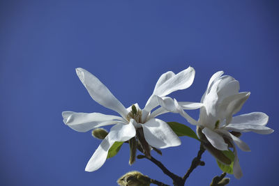 Low angle view of fresh white flowers against blue sky