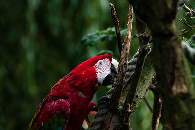 Close-up of parrot perching on branch