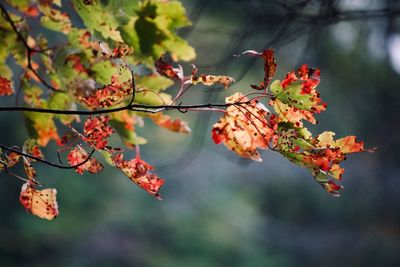 Close-up of red flowering plant against blurred background