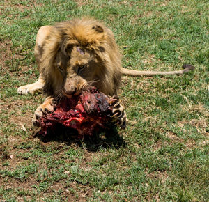 High angle view of lion sitting on grassy field and eating meat