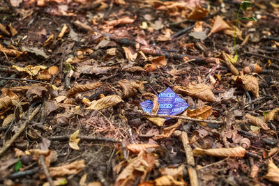 High angle view of dry leaves on field