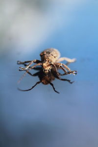 Close-up of spider