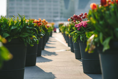 Flower pots arranged in row on pedestrian zone