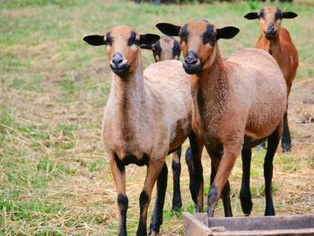 Portrait of sheep standing in a field