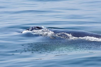 Humpback whale surfacing in atlantic ocean