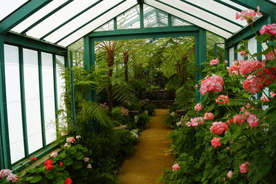 View of flowering plants in greenhouse