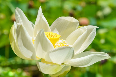 Close-up of white flowering plant