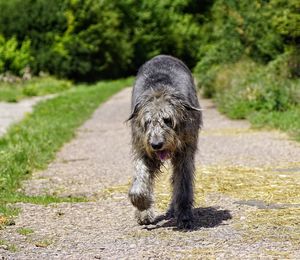 Portrait of dog on road