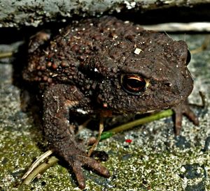 Close-up of frog on rock