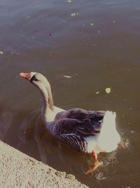 High angle view of duck swimming in water