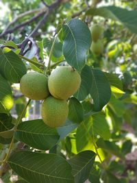 Close-up of berries growing on tree