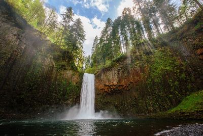 Scenic view of waterfall in forest