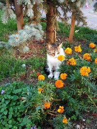 Cat on green plants