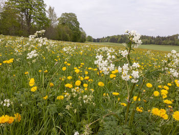 Close-up of yellow flowering plants on field against sky