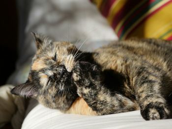 Close-up of cat sleeping on bed