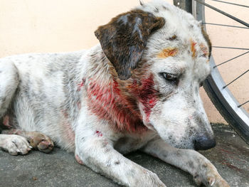 Close-up of a dog resting on footpath