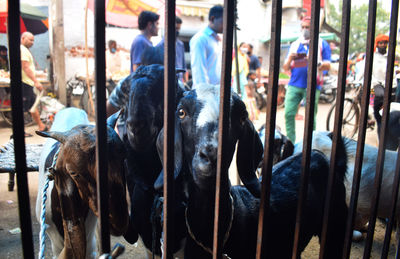 People shopping of goats for festival eid in the market. gurgaon, haryana, india. july 20, 2021. 