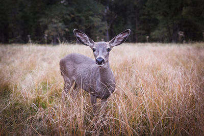 Close up of a deer in high grass, listeneing and looking interested