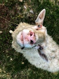High angle view of a cat lying on ground
