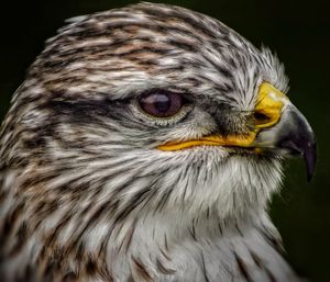 Close-up of owl