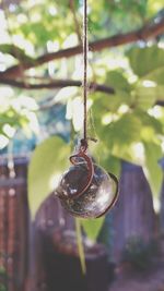 Close-up of fruit hanging on tree