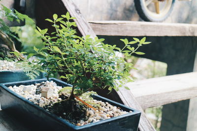 High angle view of potted plant on table