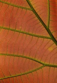 Full frame shot of plants