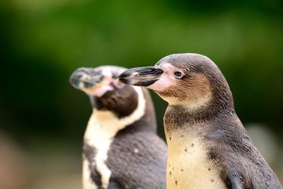 Close-up of penguins