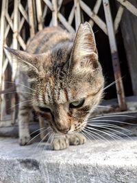 Close-up of a cat with eyes closed