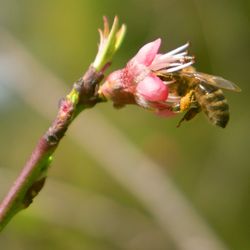 Close-up of bee on pink flower