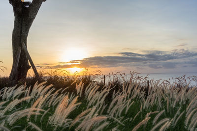 Scenic view of sunset over field