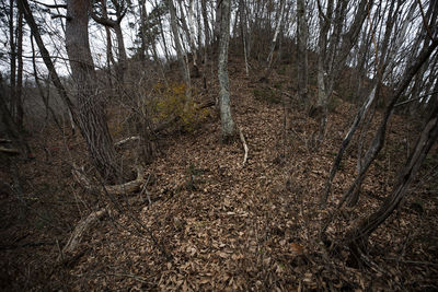 View of bare trees in forest