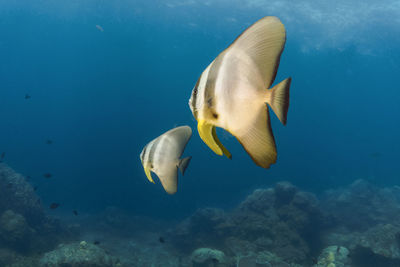 Close-up of fish swimming in sea