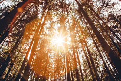 Low angle view of trees in forest