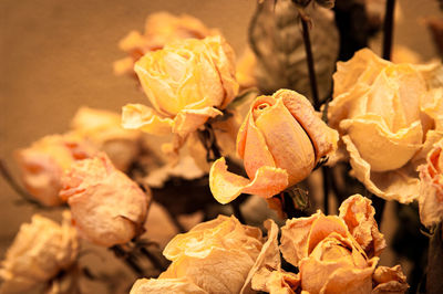 Close-up of rose plant
