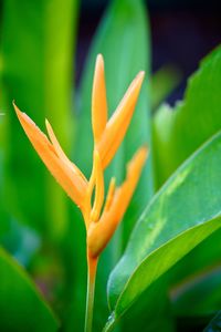 Close-up of orange flowering plant
