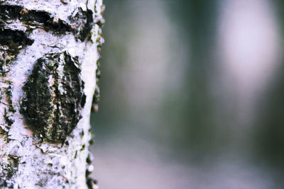 Close-up of tree against blurred background