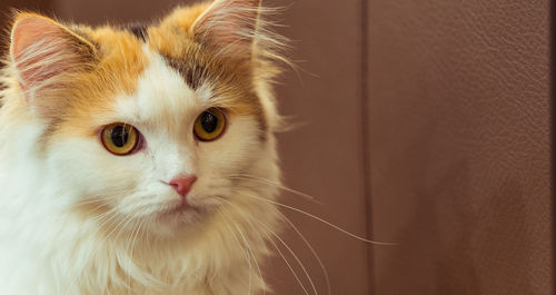 Close-up portrait of a cat