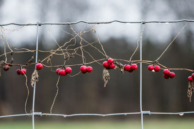 Berries hanging from fence