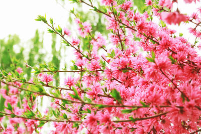 Close-up of pink cherry blossoms in spring