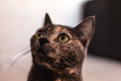 Close-up of a cat looking away