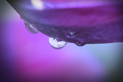 Close-up of water drops on flower