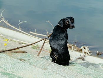 Close-up of black dog in water