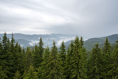 Scenic view of pine trees against sky