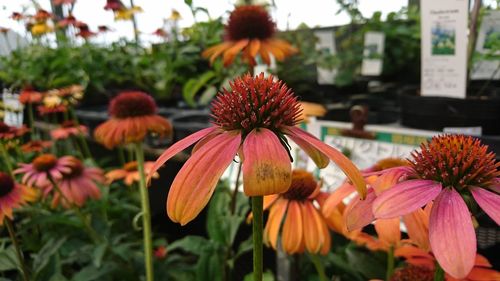 Close-up of coneflowers blooming outdoors