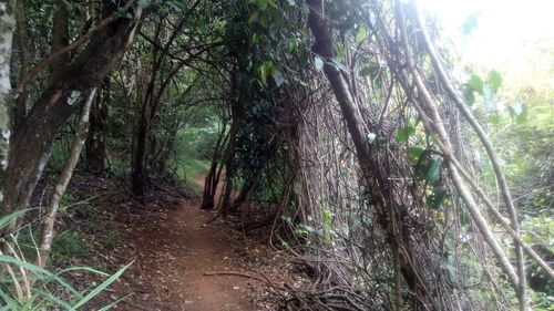 Trees in forest